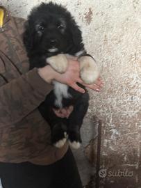 Cucciolo pastore del Caucaso