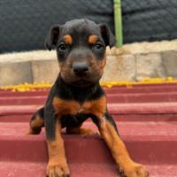Disponibili cuccioli di dobermann