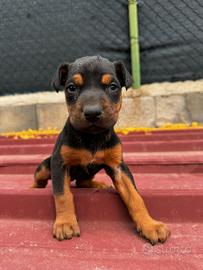 Disponibili cuccioli di dobermann