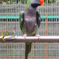 Maschio Psittacula Derbiana 2017