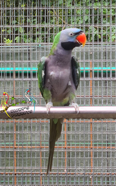 Maschio Psittacula Derbiana 2017