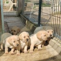 Cucciolo maschio miele