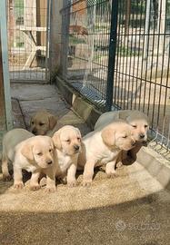 Cucciolo maschio miele