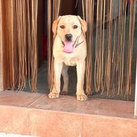 Labrador