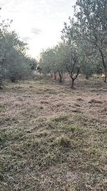 Uliveto terreno loft