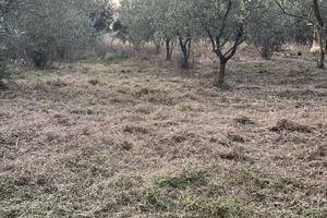 Uliveto terreno loft