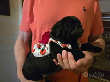 Cuccioli di Carlino con pedigree