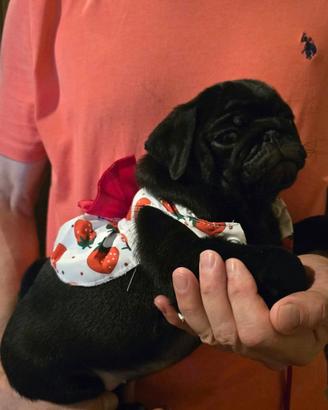 Cuccioli di Carlino con pedigree