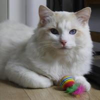 Ragdoll maschio disponibile per riproduzione