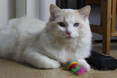 Ragdoll maschio disponibile per riproduzione