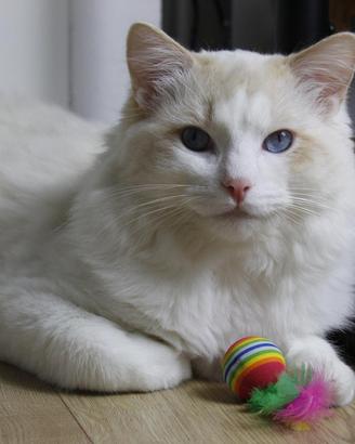 Ragdoll maschio disponibile per riproduzione