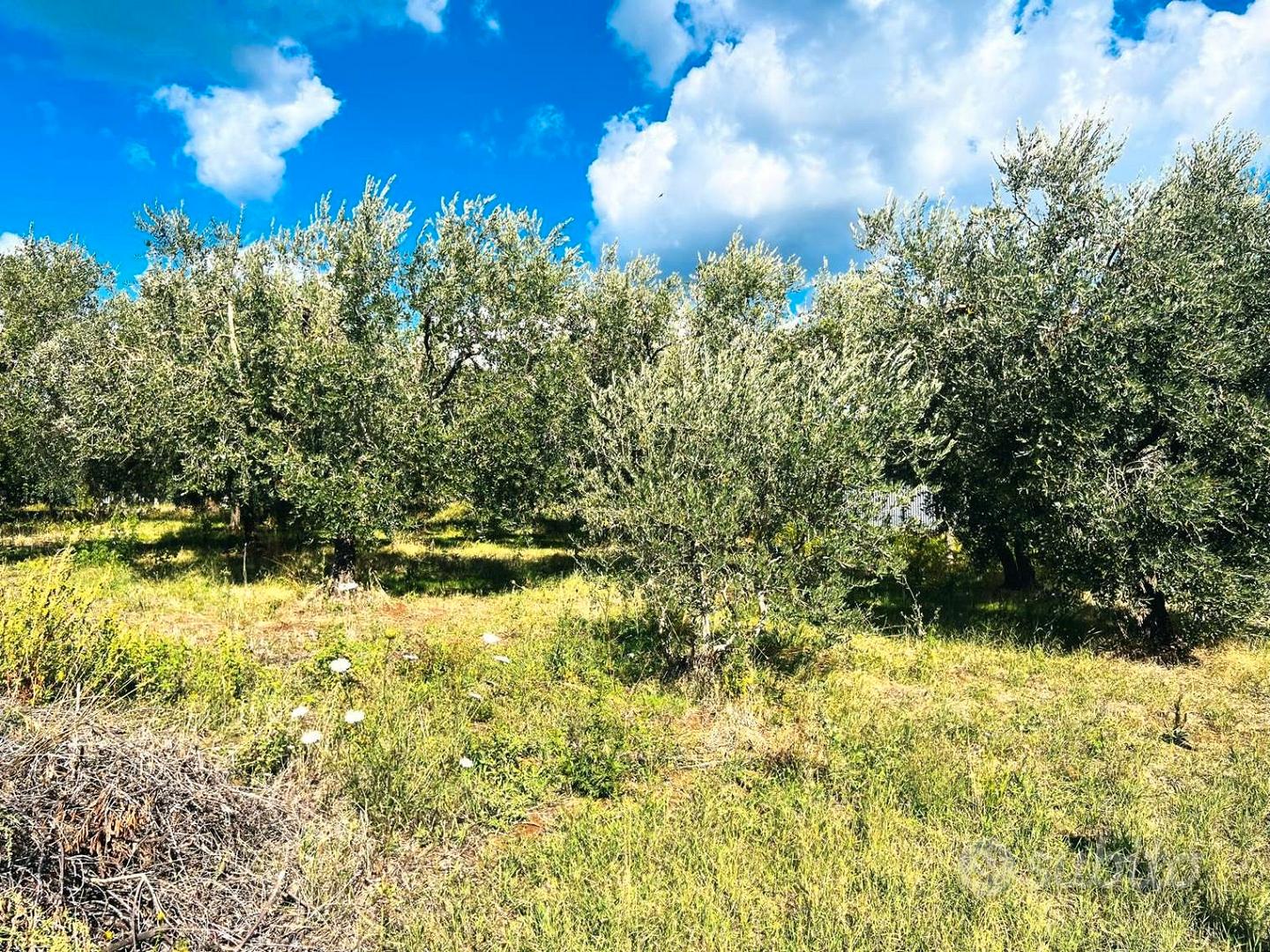 Poli: terreno pianeggiante adiacente centro - Vista 2