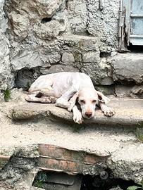 Lagotta 11 mesi