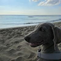 Cucciolo Weimaraner