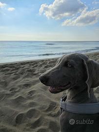 Cucciolo Weimaraner