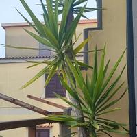 pianta da giardino 