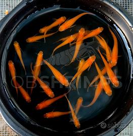 Medaka Red King oryzias latipes pesci laghetto