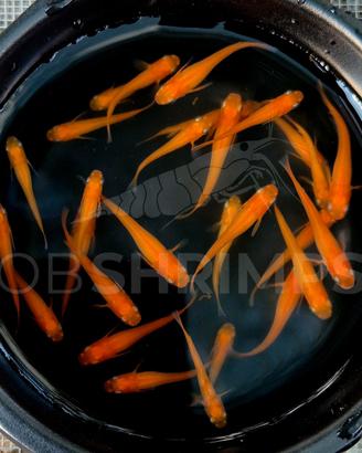 Medaka Red King oryzias latipes pesci laghetto