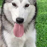 Alaskan malamute