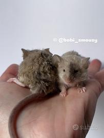 Topolini da compagnia