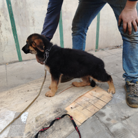 Cucciola di pastore tedesco