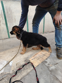 Cucciola di pastore tedesco