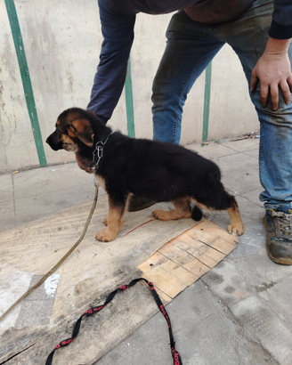 Cucciola di pastore tedesco