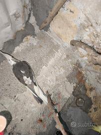 Calopsite pezzato maschio