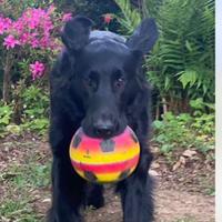 Flat Coated Retriever