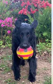 Flat Coated Retriever