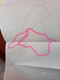 Bosco ceduo molto esteso a Cuvio (VA)