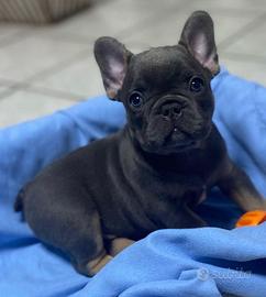 Cuccioli di Boulldog francese