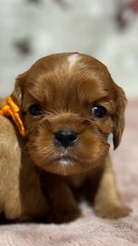 Cavalier King