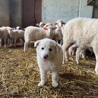 Cane cucciola di maremmano bianca