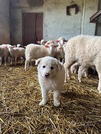 Cane cucciola di maremmano bianca