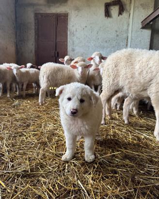 Cane cucciola di maremmano bianca