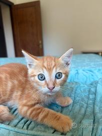 Il gattino mashio Romeo 1,5 mesi