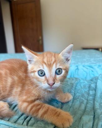 Il gattino mashio Romeo 1,5 mesi