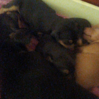 4 cuccioli pinscher nano