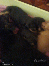 4 cuccioli pinscher nano