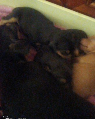 4 cuccioli pinscher nano