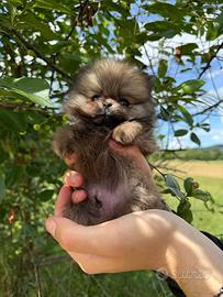 Volpino di Pomerania nano