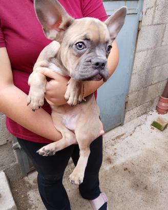 Bulldog francese