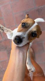 Jack Russel per monta con Pedegree