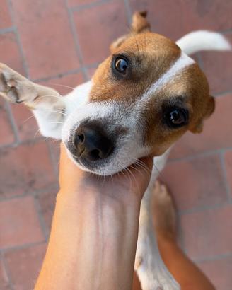 Jack Russel per monta con Pedegree