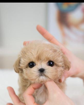 Maltipoo cuccioli