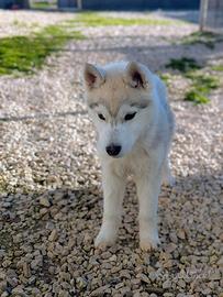 Cuccioli di siberian husky