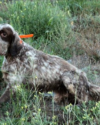 Setter Inglese pronta caccia