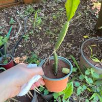 Pitaya o frutto del drago