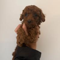 Cuccioli barboncino toy e mini toy red